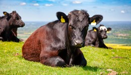 Grassland placement opportunity with AHDB